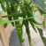 线椒，陇椒，芜湖椒，欢迎老板来盘