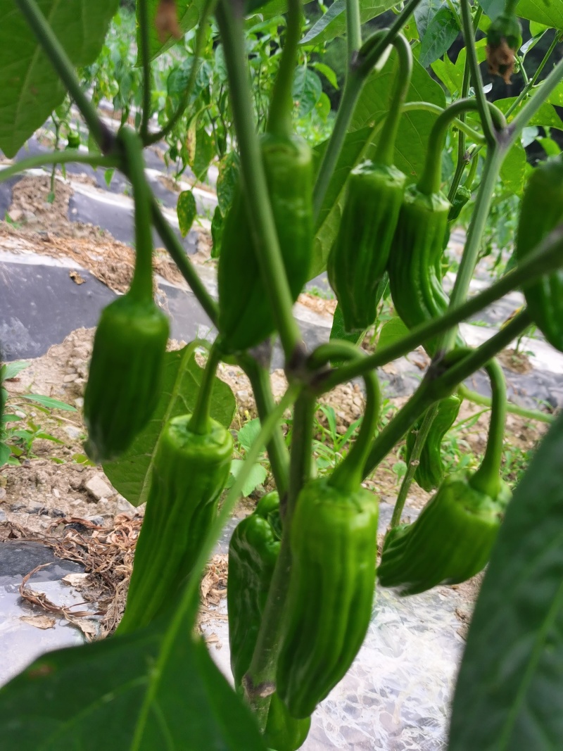 线椒，陇椒，芜湖椒，欢迎老板来盘