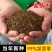盐肤木红肤杨种子林木种籽红麸杨种子四季播种漆树科属植物