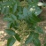 盐肤木红肤杨种子林木种籽红麸杨种子四季播种漆树科属植物
