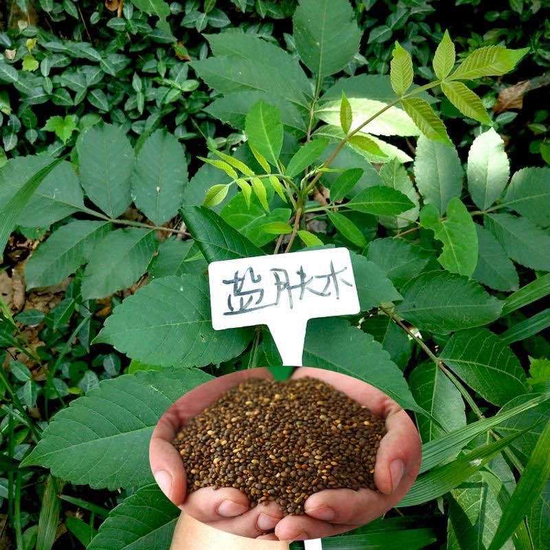 盐肤木红肤杨种子林木种籽红麸杨种子四季播种漆树科属植物