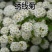 林木种子优质绣线菊种子又名珍珠梅种子马尿骚