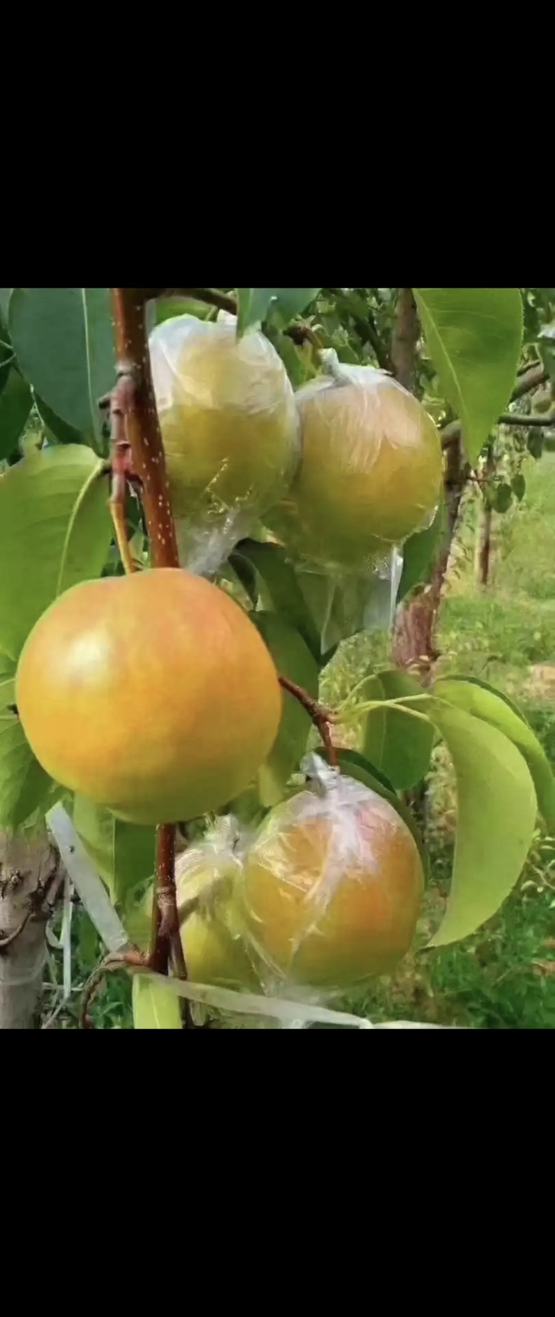 玉露香梨