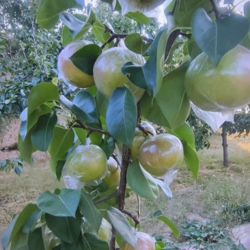 玉露香梨