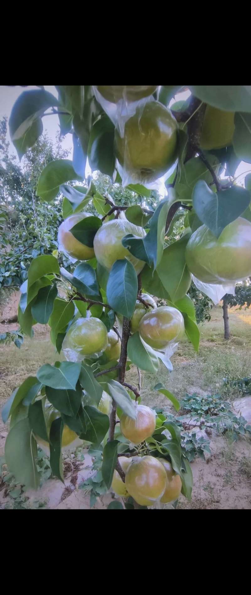 玉露香梨