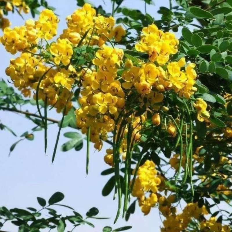 新采黄花槐种子园林绿化固土护坡行道树四季观赏工程