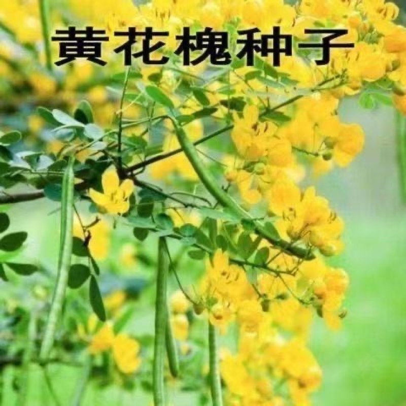 新采黄花槐种子园林绿化固土护坡行道树四季观赏工程