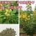 新采黄花槐种子园林绿化固土护坡行道树四季观赏工程