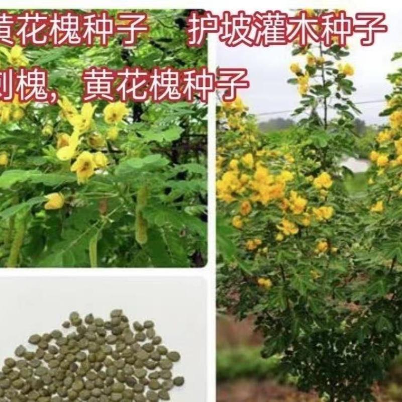 新采黄花槐种子园林绿化固土护坡行道树四季观赏工程