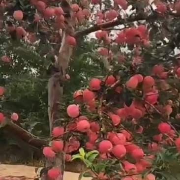辽西地区各种水果