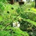 新采银合欢灌木种子工程护坡绿化固土多年生四季易活草籽抗旱