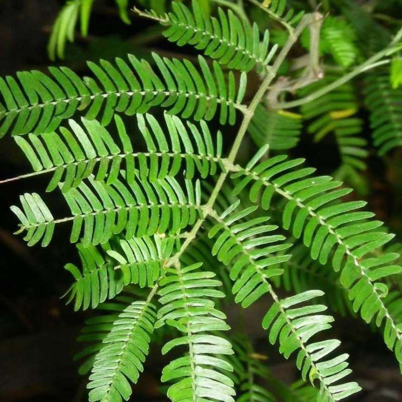 新采银合欢灌木种子工程护坡绿化固土多年生四季易活草籽抗旱