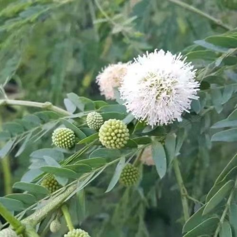 新采银合欢灌木种子工程护坡绿化固土多年生四季易活草籽抗旱