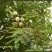 新采银合欢灌木种子工程护坡绿化固土多年生四季易活草籽抗旱