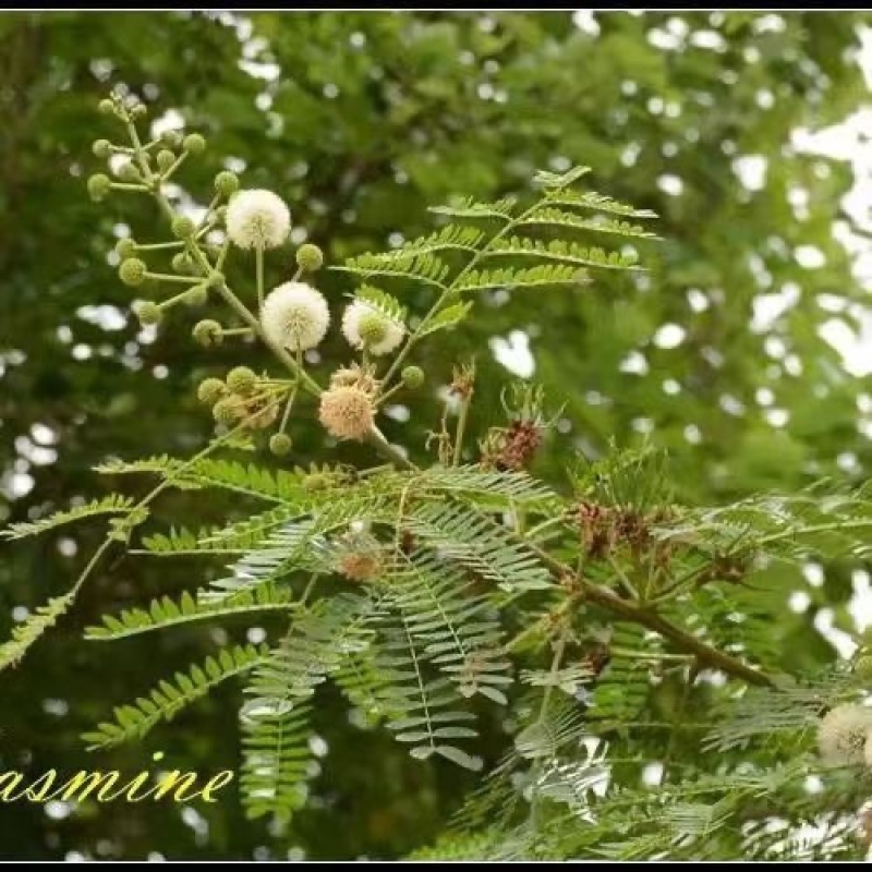 新采银合欢灌木种子工程护坡绿化固土多年生四季易活草籽抗旱