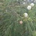 新采银合欢灌木种子工程护坡绿化固土多年生四季易活草籽抗旱