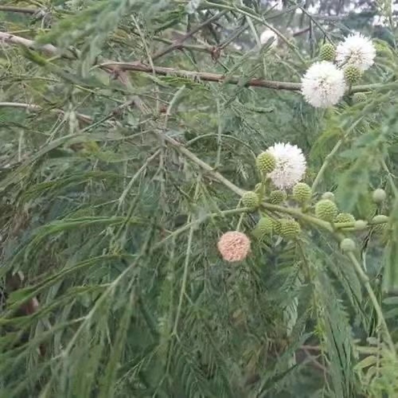 新采银合欢灌木种子工程护坡绿化固土多年生四季易活草籽抗旱