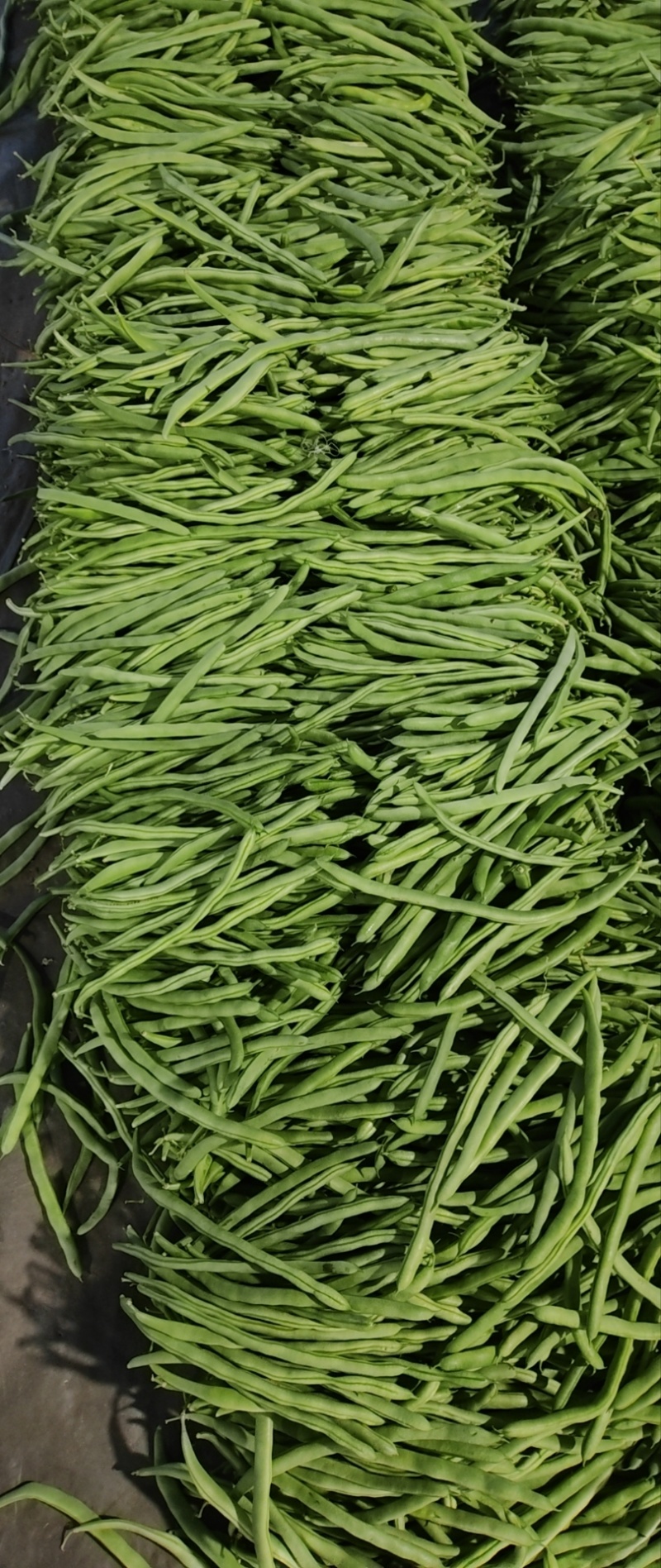 豆角