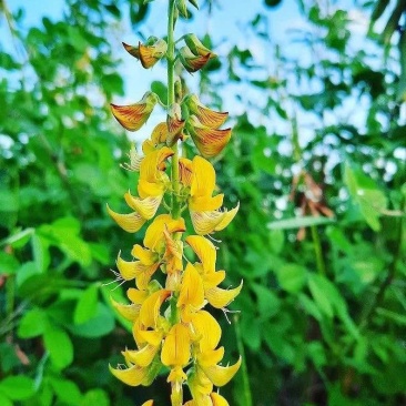 猪屎豆种子响铃草响铃豆白苦青野花生野苦豆猪屎青一年生草本植物