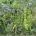 木豆观音豆柳豆豆蓉树豆树新采护坡灌木林木籽边坡固土
