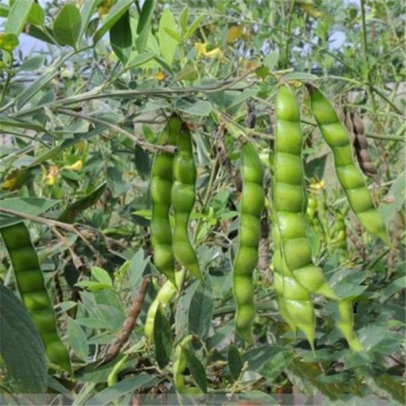 木豆观音豆柳豆豆蓉树豆树新采护坡灌木林木籽边坡固土