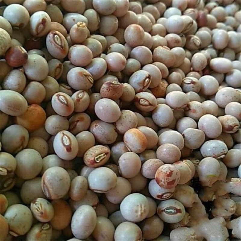 木豆观音豆柳豆豆蓉树豆树新采护坡灌木林木籽边坡固土