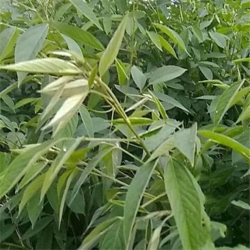 木豆观音豆柳豆豆蓉树豆树新采护坡灌木林木籽边坡固土