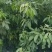 木豆观音豆柳豆豆蓉树豆树新采护坡灌木林木籽边坡固土