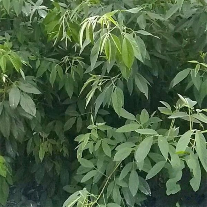 木豆观音豆柳豆豆蓉树豆树新采护坡灌木林木籽边坡固土