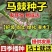 马棘种子蜜源四季植物树草花种子护坡固土种子50斤批发顺丰发货