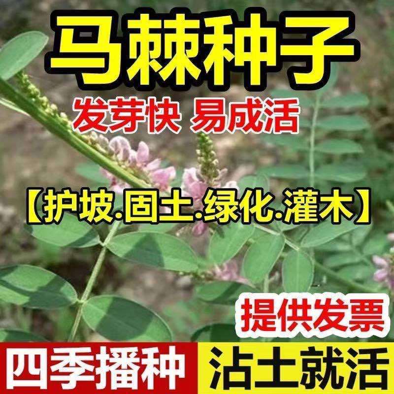 马棘种子蜜源四季植物树草花种子护坡固土种子50斤批发顺丰发货