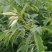 马棘种子蜜源四季植物树草花种子护坡固土种子50斤批发顺丰发货