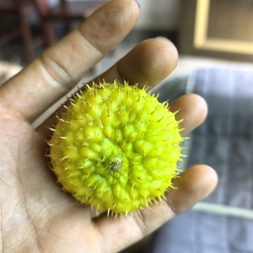 贵州刺梨鲜果