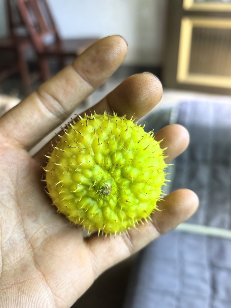 贵州刺梨鲜果