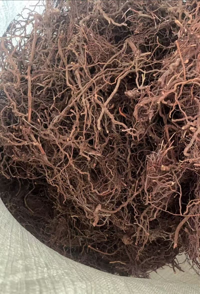 茜草根