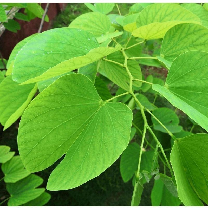 羊蹄甲种子用玲甲花洋紫荆种子红花紫荆香港紫荆花直立灌木树籽