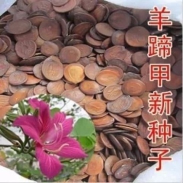 羊蹄甲种子用玲甲花洋紫荆种子红花紫荆香港紫荆花直立灌木树籽