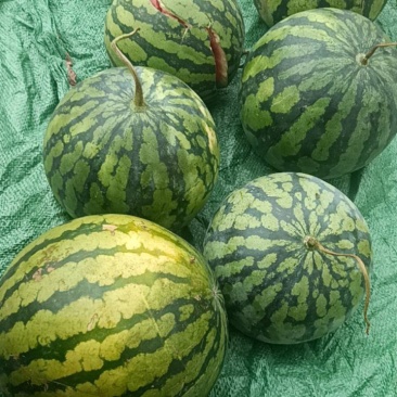 精品甜心西瓜🍉