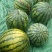 精品甜心西瓜🍉