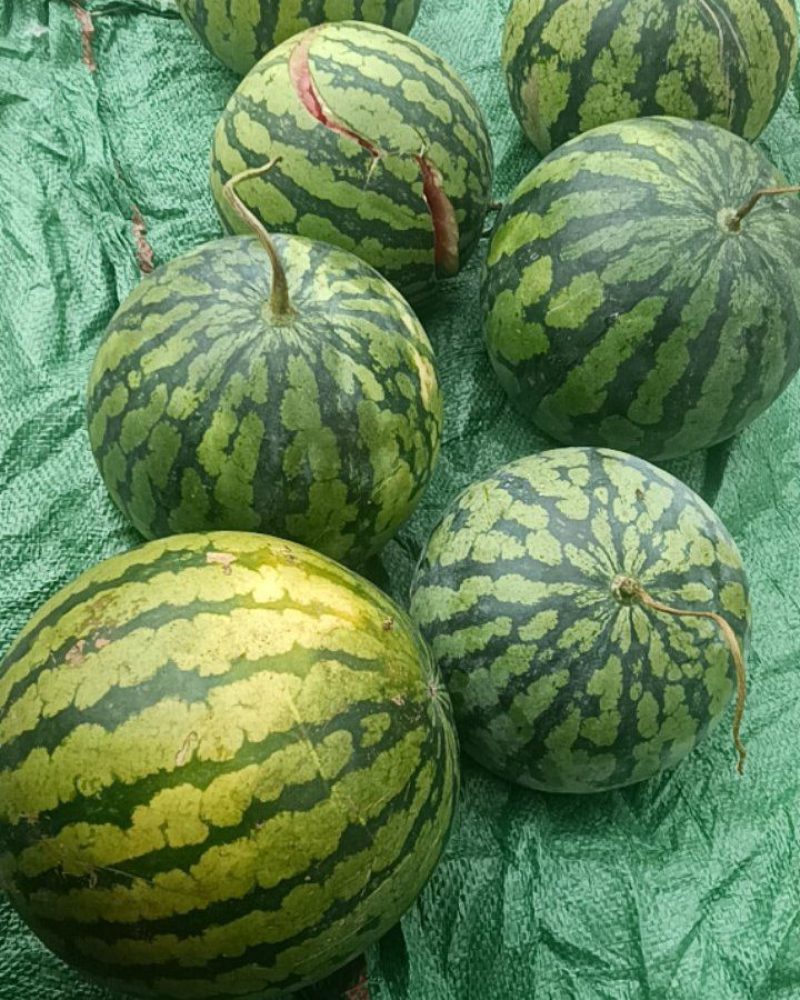 精品甜心西瓜🍉