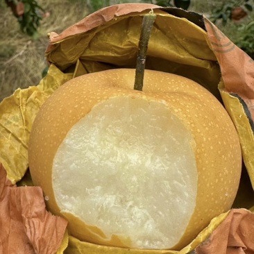 秋月梨，400g～500g