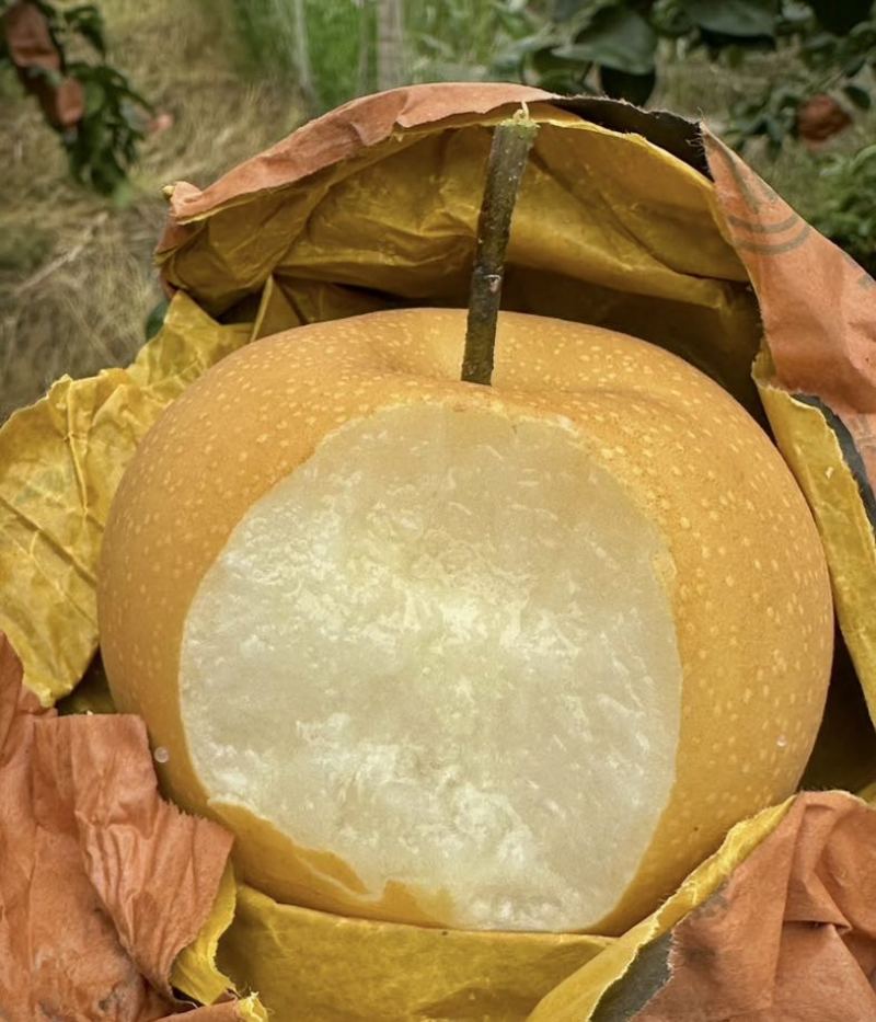 秋月梨，400g～500g