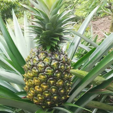 凤梨
