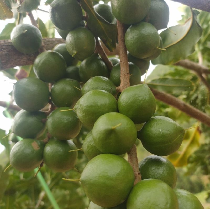 澳洲坚果