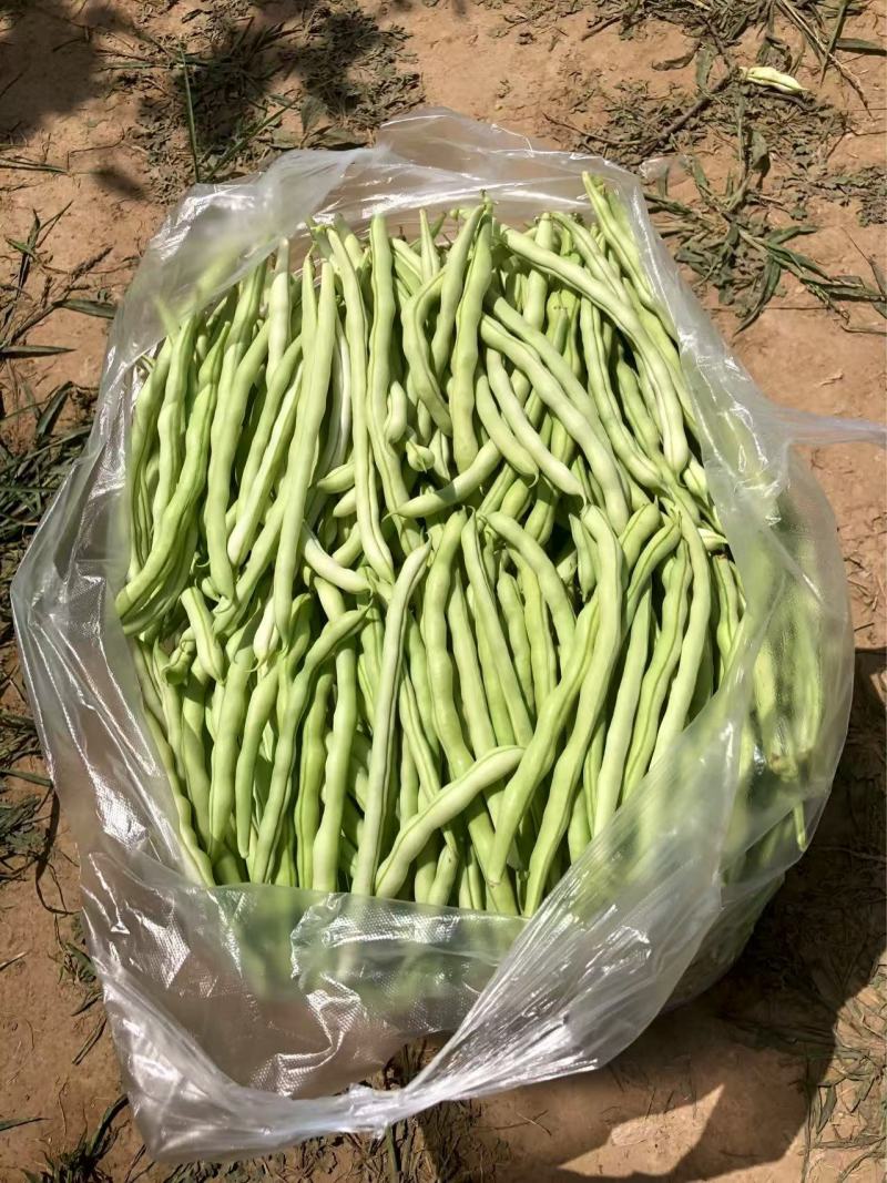 无丝豆角白不老