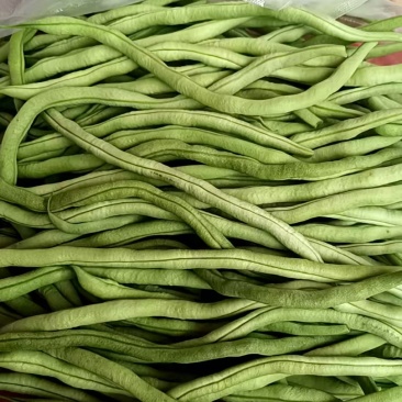 无丝豆角白不老