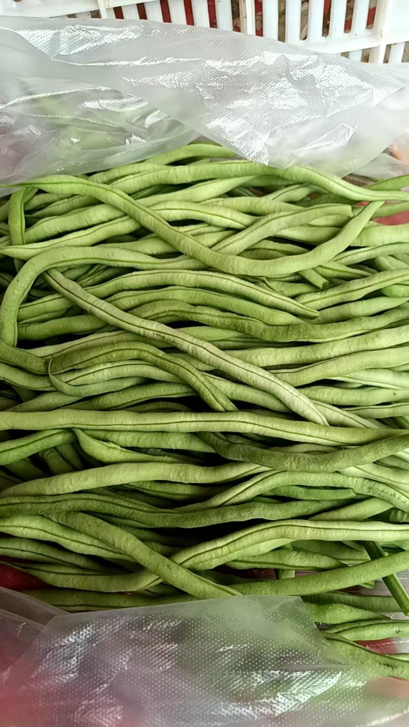 无丝豆角白不老