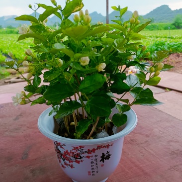 横州茉莉花
