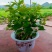 横州茉莉花