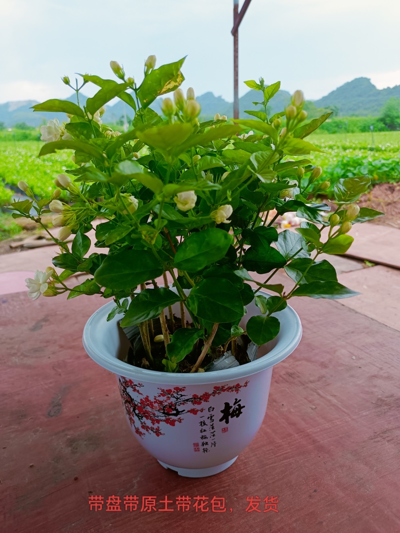 横州茉莉花
